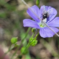 Linum marginale at Holts Flat, NSW - 9 Dec 2023 01:59 PM