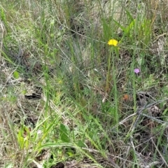 Linum marginale at Holts Flat, NSW - 9 Dec 2023 01:59 PM