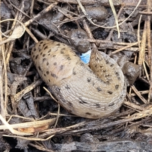 Limax maximus at Nimmitabel, NSW - 9 Dec 2023 01:54 PM