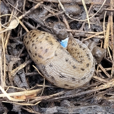 Limax maximus (Leopard Slug, Great Grey Slug) at Nimmitabel Meatworks TSR - 9 Dec 2023 by trevorpreston