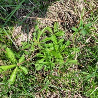 Potentilla recta (Sulphur Cinquefoil) at Nimmitabel, NSW - 9 Dec 2023 by trevorpreston