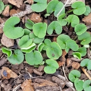 Dichondra repens at Nimmitabel, NSW - 9 Dec 2023