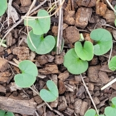 Dichondra repens at Nimmitabel, NSW - 9 Dec 2023