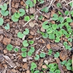 Dichondra repens at Nimmitabel, NSW - 9 Dec 2023