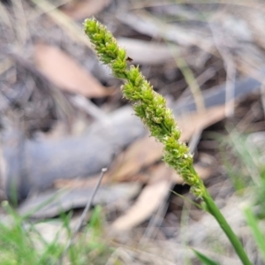 Carex incomitata at Nimmitabel, NSW - 9 Dec 2023