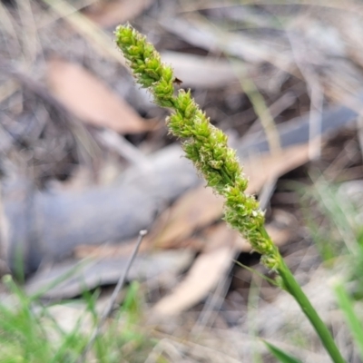 Carex incomitata (Hillside Sedge) at Nimmitabel, NSW - 9 Dec 2023 by trevorpreston