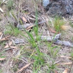 Carex incomitata at Nimmitabel, NSW - 9 Dec 2023