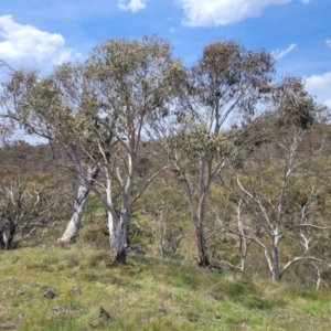 Eucalyptus pauciflora subsp. pauciflora at Nimmitabel Meatworks TSR - 9 Dec 2023