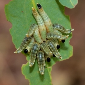 Pseudoperga sp. (genus) at Fraser, ACT - 14 Feb 2023