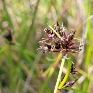 Schoenus apogon at Nimmitabel, NSW - 9 Dec 2023