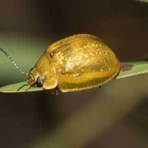 Paropsisterna cloelia at Fraser, ACT - 14 Feb 2023