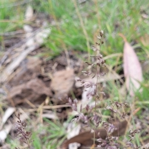 Poa sieberiana at Nimmitabel, NSW - 9 Dec 2023