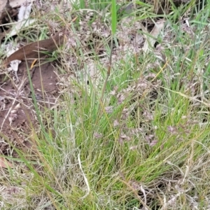 Poa sieberiana at Nimmitabel, NSW - 9 Dec 2023