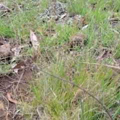 Poa sieberiana at Nimmitabel, NSW - 9 Dec 2023