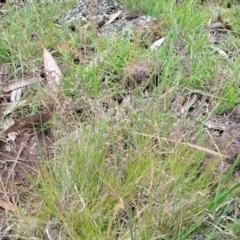 Poa sieberiana at Nimmitabel, NSW - 9 Dec 2023