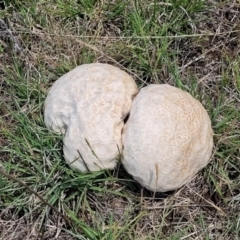 Calvatia sp. (a puffball ) at Nimmitabel, NSW - 9 Dec 2023 by trevorpreston