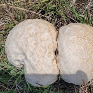 Calvatia sp. at Nimmitabel Meatworks TSR - 9 Dec 2023