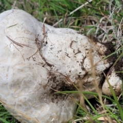 Calvatia sp. at Nimmitabel Meatworks TSR - 9 Dec 2023