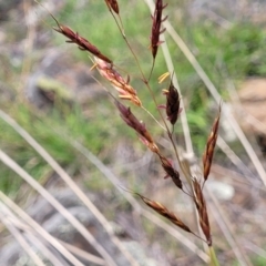 Sorghum leiocladum (Wild Sorghum) at Nimmitabel Meatworks TSR - 9 Dec 2023 by trevorpreston