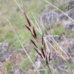 Sorghum leiocladum at Nimmitabel, NSW - 9 Dec 2023