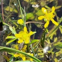 Ranunculus amphitrichus (Small River Buttercup) at Nimmitabel, NSW - 9 Dec 2023 by trevorpreston