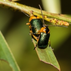 Aporocera (Aporocera) consors at Fraser, ACT - 14 Feb 2023