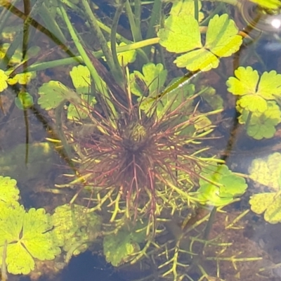Myriophyllum sp. (Water-milfoil) at Nimmitabel, NSW - 9 Dec 2023 by trevorpreston