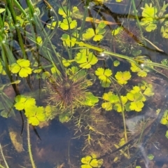 Myriophyllum sp. at Nimmitabel, NSW - 9 Dec 2023