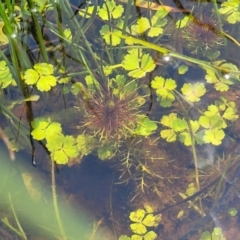 Myriophyllum sp. at Nimmitabel, NSW - 9 Dec 2023