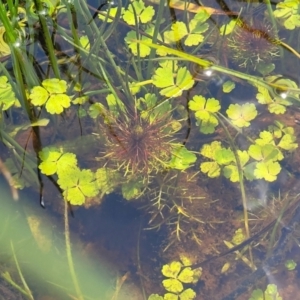 Myriophyllum sp. at Nimmitabel, NSW - 9 Dec 2023