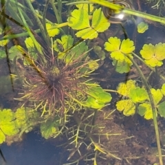 Myriophyllum sp. at Nimmitabel, NSW - 9 Dec 2023