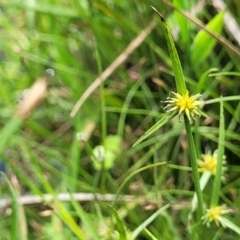 Cyperus sphaeroideus (Scented Sedge) at Nimmitabel, NSW - 9 Dec 2023 by trevorpreston