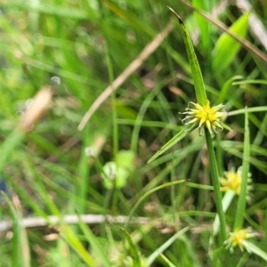 Cyperus sphaeroideus at Nimmitabel, NSW - 9 Dec 2023 01:33 PM