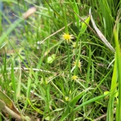 Cyperus sphaeroideus at Nimmitabel, NSW - 9 Dec 2023 01:33 PM