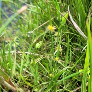 Cyperus sphaeroideus at Nimmitabel, NSW - 9 Dec 2023 01:33 PM