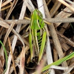 Praxibulus sp. (genus) (A grasshopper) at Nimmitabel Meatworks TSR - 9 Dec 2023 by trevorpreston