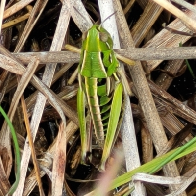 Praxibulus sp. (genus) (A grasshopper) at Nimmitabel Meatworks TSR - 9 Dec 2023 by trevorpreston