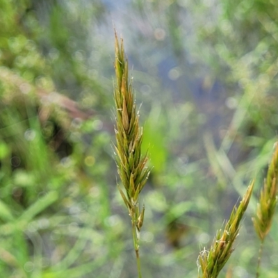 Anthoxanthum odoratum (Sweet Vernal Grass) at Nimmitabel Meatworks TSR - 9 Dec 2023 by trevorpreston