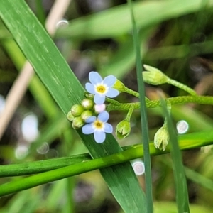 Myosotis laxa subsp. caespitosa at Nimmitabel, NSW - 9 Dec 2023