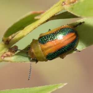 Calomela parilis at Fraser, ACT - 14 Feb 2023 11:27 AM