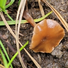 Laccaria sp. (Laccaria) at Nimmitabel Meatworks TSR - 9 Dec 2023 by trevorpreston