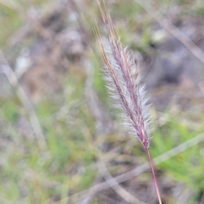 Dichanthium sericeum (Queensland Blue-grass) at Nimmitabel Meatworks TSR - 9 Dec 2023 by trevorpreston