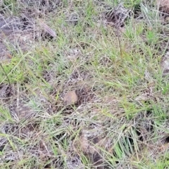 Dichanthium sericeum at Nimmitabel, NSW - 9 Dec 2023