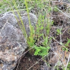Cheilanthes sieberi subsp. sieberi at Nimmitabel, NSW - 9 Dec 2023