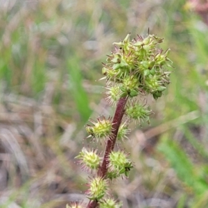 Acaena x ovina at Nimmitabel, NSW - 9 Dec 2023