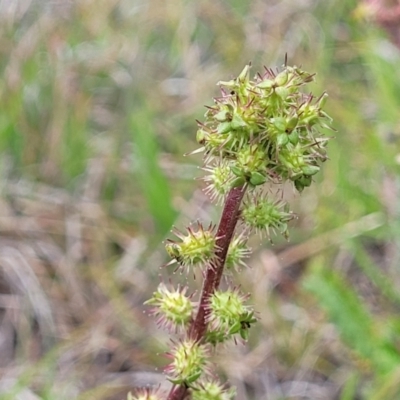 Acaena x ovina (Sheep's Burr) at Nimmitabel, NSW - 9 Dec 2023 by trevorpreston