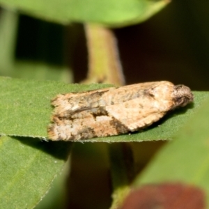 Merophyas therina at Fraser, ACT - 14 Feb 2023