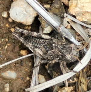 Pycnostictus sp. (genus) at Holts Flat, NSW - 9 Dec 2023