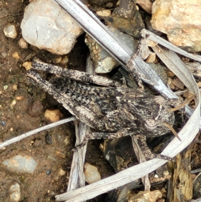 Pycnostictus sp. (genus) (A bandwing grasshopper) at Nimmitabel Meatworks TSR - 9 Dec 2023 by trevorpreston