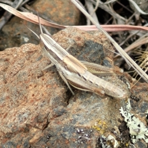 Macrotona australis at Holts Flat, NSW - 9 Dec 2023